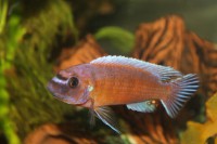 /album/fotogaljerjeja/labeotrofeus-trevavas-chilumba-jpg/